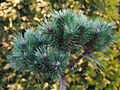 Pinus sylvestris Paprotnia IMG_2973 Sosna pospolita